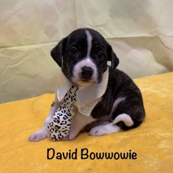 Beagle Dogs Available for Adoption in Bethel, Connecticut - PUPPIES! | PetCurious
