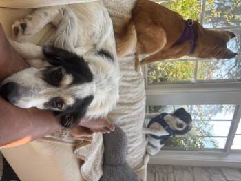 Rescue Australian Shepherd Dogs for Adoption in Memphis, Tennessee - Sophie | PetCurious