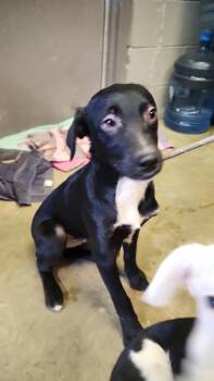 Rescue Mixed Breed Dogs for Adoption in Cambridge, Ohio - RASCAL 407-25 | PetCurious