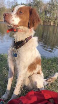 Watson -  Brittany Spaniel Dog for Adoption in Marion, Massachusetts - Watson | PetCurious