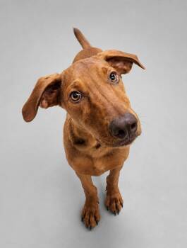 Choco -  Vizsla Dog for Adoption - Choco | PetCurious