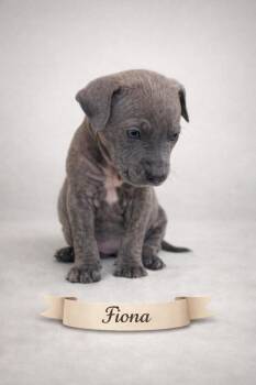 Mixed Breed Dogs Available for Adoption - Fiona | PetCurious