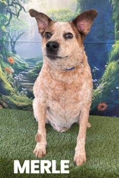 Hound and Australian Cattle Dog Blue Heeler Dogs Available for Adoption in Rutherfordton, North Carolina - Merle/Rex | PetCurious