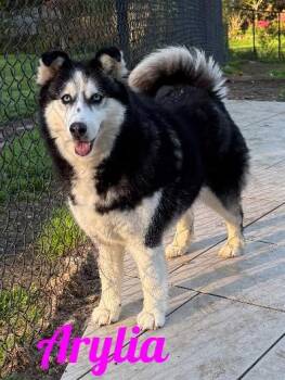 Siberian Husky Dogs Available for Adoption in Westbury, New York - Arylia | PetCurious
