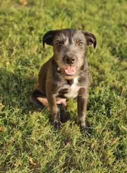 Rescue Terrier Dogs for Adoption in Broken Arrow, Oklahoma - Errol Flynn | PetCurious