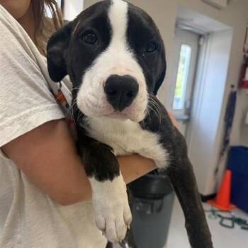 Mixed Breed Dogs Available for Adoption - Cleo | PetCurious