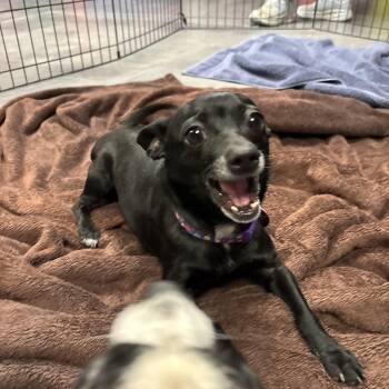 Fig -  Chihuahua Dog for Adoption in Phoenix, Arizona - Fig | PetCurious