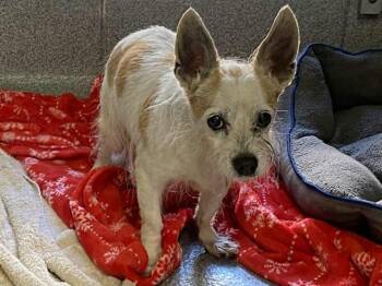 Rat Terrier and Mixed Breed Dogs Available for Adoption in Tustin, California - DIMITRI | PetCurious