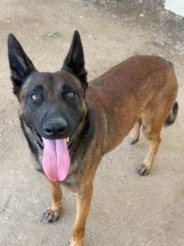 MAXIMO -  Belgian Shepherd Malinois Dog for Adoption in Riverside, California - MAXIMO | PetCurious