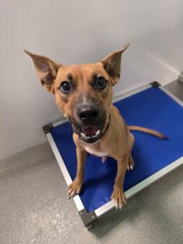Finch -  Mixed Breed Dog for Adoption in Wellington, Kansas - Finch | PetCurious