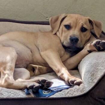 MISTY -  Labrador Retriever Dog for Adoption in Largo, Florida - MISTY | PetCurious