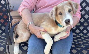 Beagle and Golden Retriever Dogs Available for Adoption - Cody  | PetCurious