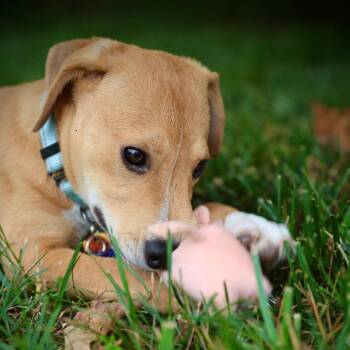 Waffle -  Wirehaired Terrier and Mixed Breed Dog for Adoption in Potomac, Maryland - Waffle | PetCurious