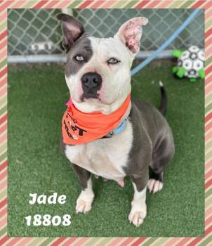 American Bully and Pit Bull Terrier Dogs Available for Adoption in Marietta, Georgia - JADE | PetCurious