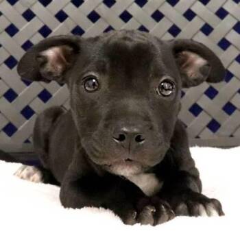 Tolly -  Terrier and Chihuahua Dog for Adoption in Midland, Texas - Tolly | PetCurious