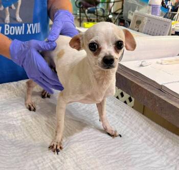 Milo (NOT YET AVAILABLE) -  Chihuahua Dog for Adoption in Benton, Louisiana - Milo (NOT YET AVAILABLE) | PetCurious