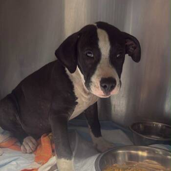 Rescue Mixed Breed Dogs for Adoption in Savannah, Georgia - Referee | PetCurious