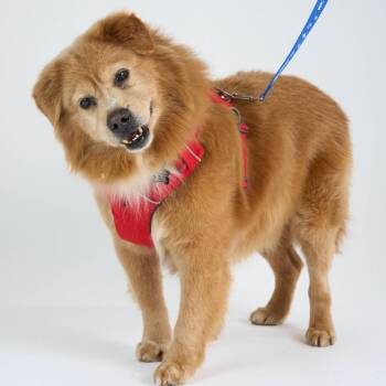 Golden Retriever and Chow Chow Dogs Available for Adoption - McCallister (13778) | PetCurious