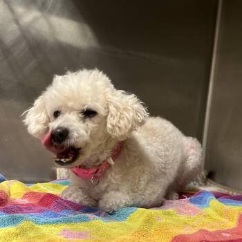 Pooh -  Poodle and Maltese Dog for Adoption in Yuma, Arizona - Pooh | PetCurious