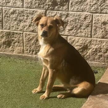 Australian Shepherd and Terrier Dogs Available for Adoption - Tavistock  | PetCurious