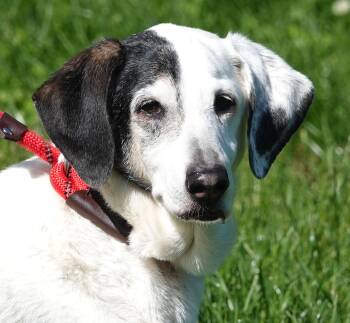 Basset Hound and Dachshund Dogs Available for Adoption in Millfield, Ohio - Sparrow | PetCurious