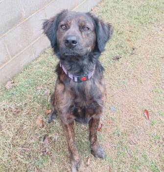 Rescue Flat Coated Retriever and Plott Hound Dogs for Adoption in Dallas, Texas - Brindle | PetCurious