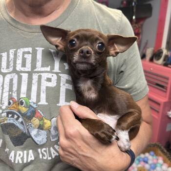 Halo -  Chihuahua Dog for Adoption in Oklahoma City, Oklahoma - Halo | PetCurious