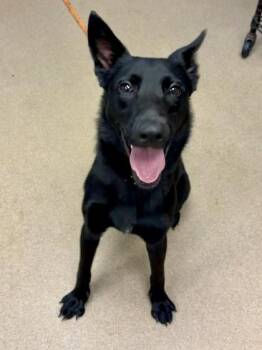 McScruffles -  Mixed Breed Dog for Adoption in Chamblee, Georgia - McScruffles | PetCurious