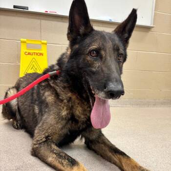Zeus -  Shepherd Dog Available for Adoption in Birmingham, Alabama - Zeus | PetCurious