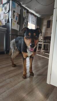 Shepherd Dogs Available for Adoption - Ron | PetCurious