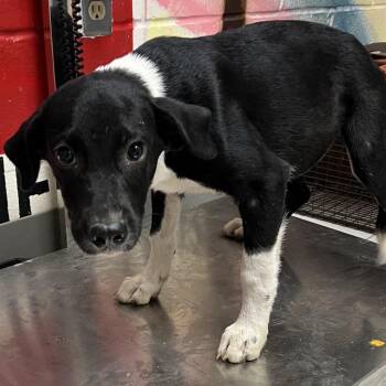 Hazel - Local October 9-11 -  Shepherd and Labrador Retriever Dog for Adoption in Brookshire, Texas - Hazel - Local October 9-11 | PetCurious