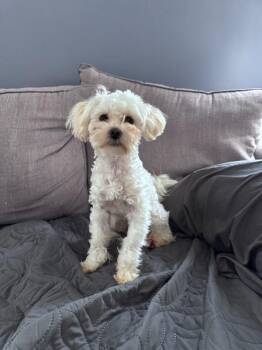 Auto -  Maltese Dog for Adoption in Edgewood, Kentucky - Auto | PetCurious