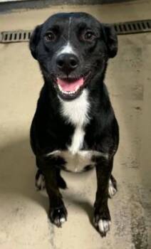 Lola -  Australian Cattle Dog Blue Heeler Dog for Adoption in Sullivan, Indiana - Lola | PetCurious