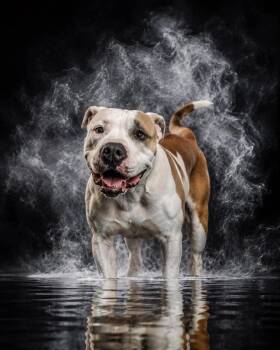 Aphrodite -  Pit Bull Terrier Dog for Adoption in Sebastian, Florida - Aphrodite | PetCurious