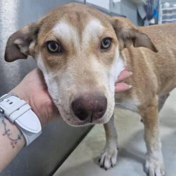 Hunter -  Chocolate Labrador Retriever Dog for Adoption in Escondido, California - Hunter | PetCurious