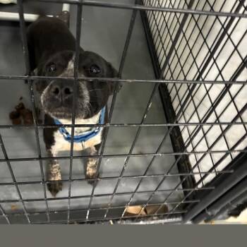 Applesauce Pouch -  Mixed Breed Dog for Adoption in St. Louis, Missouri - Applesauce Pouch | PetCurious