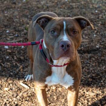 Mixed Breed Dogs Available for Adoption in Chamblee, Georgia - Quanny | PetCurious
