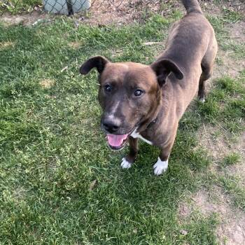Stewie -  German Shepherd Dog Dog for Adoption in Pleasant Ridge, Michigan - Stewie | PetCurious