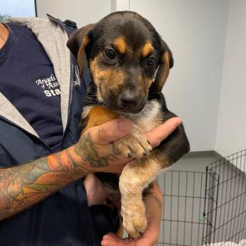 Hound and Mixed Breed Dogs Available for Adoption in Roanoke, Virginia - Marlo | PetCurious