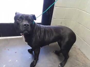 Pit Bull Terrier Dogs Available for Adoption - NOVA | PetCurious