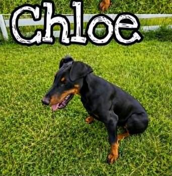Chloe (19wo, 20lbs) -  Doberman Pinscher Dog for Adoption in Hinton, West Virginia - Chloe (19wo, 20lbs) | PetCurious