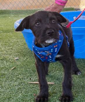 Rolf -  Wirehaired Terrier Dog for Adoption in Longmont, Colorado - Rolf | PetCurious