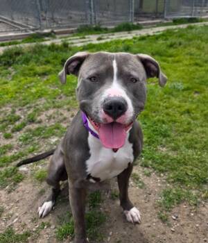 Mixed Breed Dogs Available for Adoption in Warren, Michigan - Dr. Seuss | PetCurious