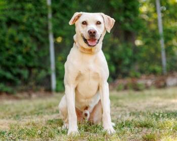 Arnold -  Mixed Breed Dog Available for Adoption in Durham, North Carolina - Arnold | PetCurious