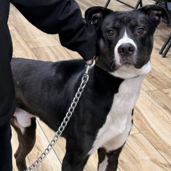 Mixed Breed Dogs Available for Adoption - Binbo | PetCurious