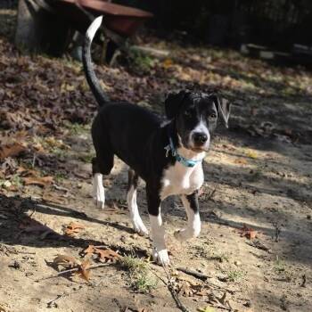 Rescue Mixed Breed Dogs for Adoption in Baldwin, Maryland - Ripley | PetCurious