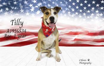 Pit Bull Terrier and Mixed Breed Dogs Available for Adoption in Thousand Palms, California - TILLY | PetCurious