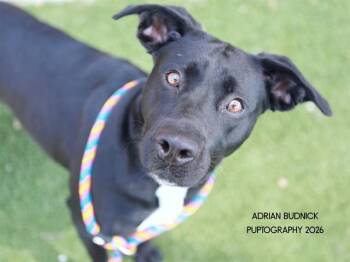 Foxie -  Mixed Breed Dog for Adoption in Nashville, Tennessee - Foxie | PetCurious
