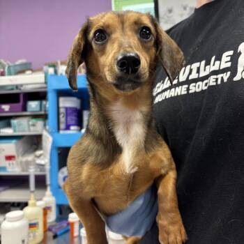 Dachshund Dogs Available for Adoption in Belleville, Illinois - Ethel Longbody | PetCurious