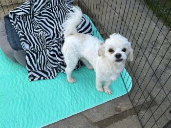 Maltese Dogs Available for Adoption - Timmy | PetCurious